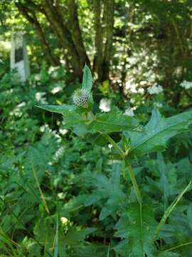 Image of Cirsium laniflorum (M. Bieb.) Fischer