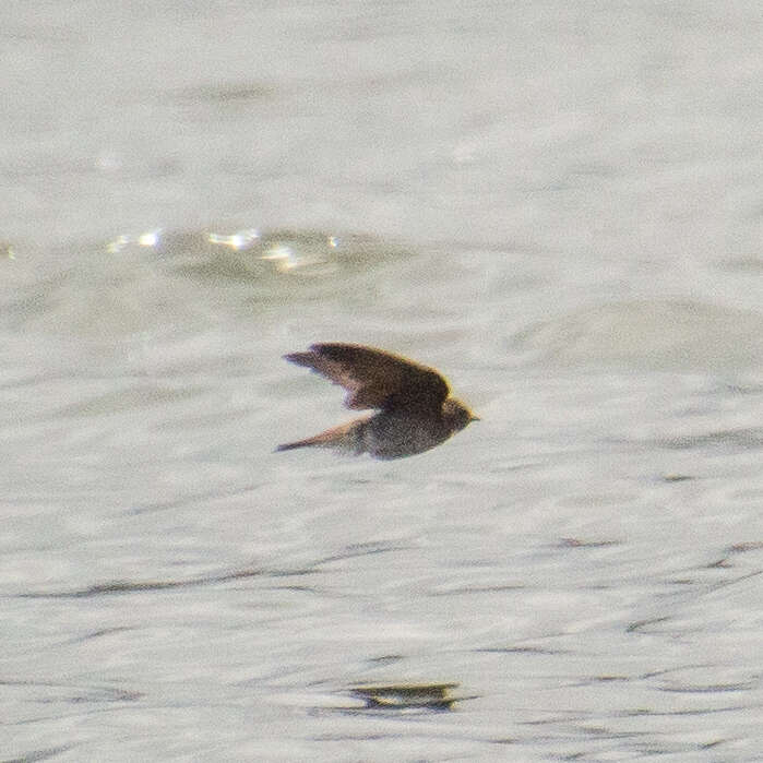 Image of African Sand Martin