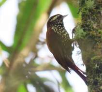 Image of Streaked Xenops