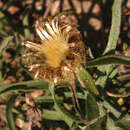 Plancia ëd Centaurea linifolia L.