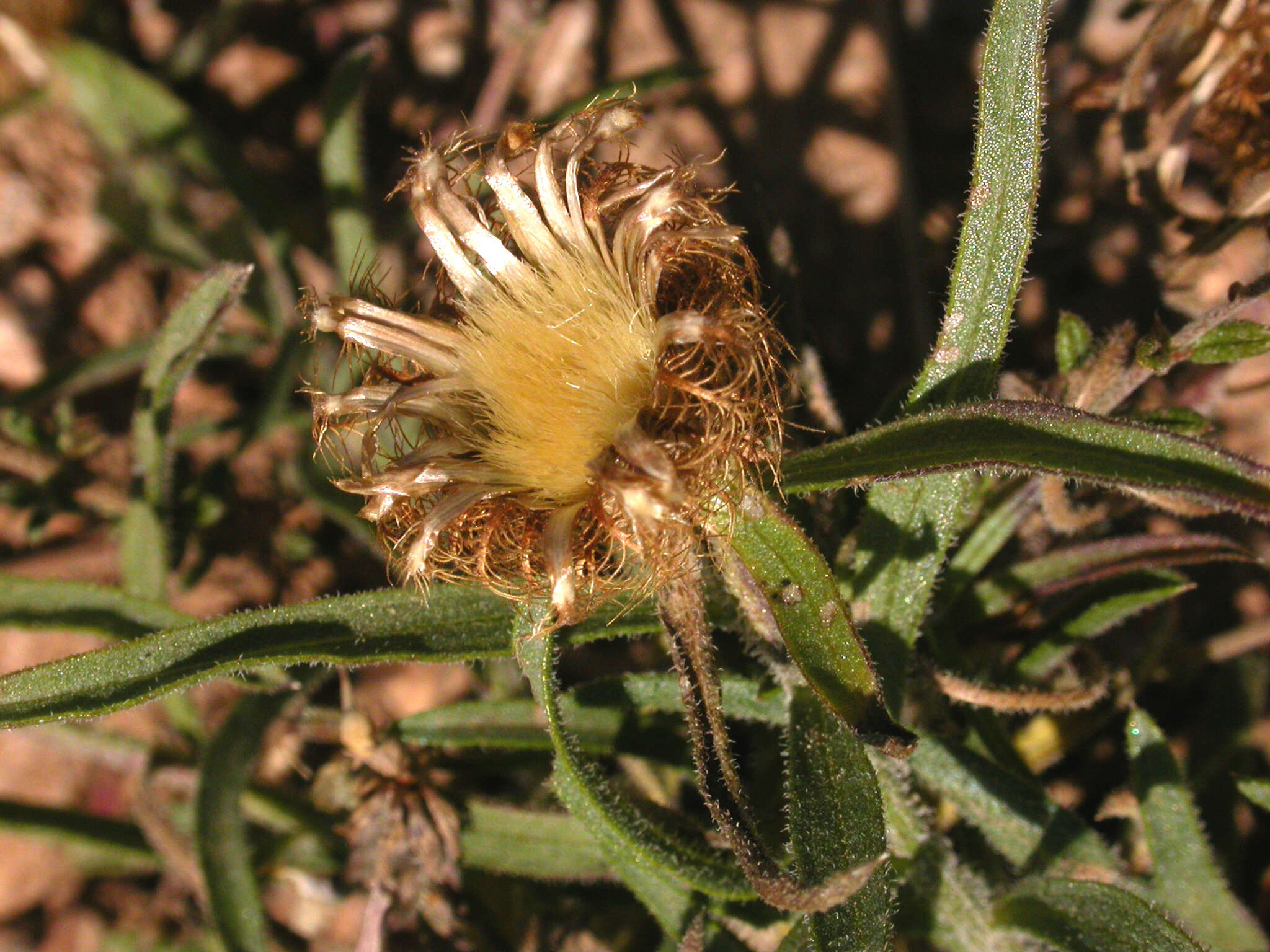 Image of Centaurea linifolia L.
