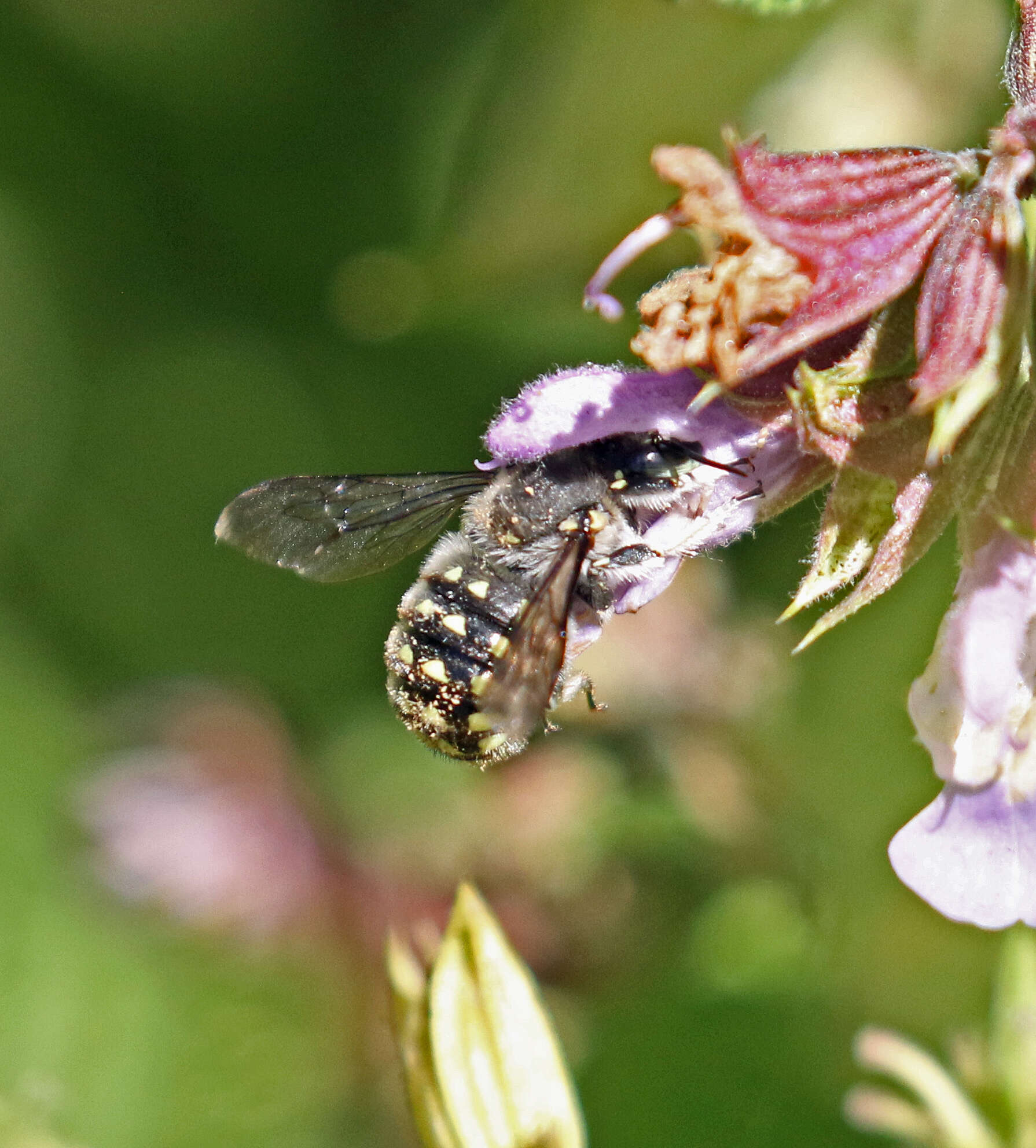 Image of Anthidium maculosum Cresson 1878