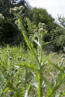 Image of Cotton Thistle