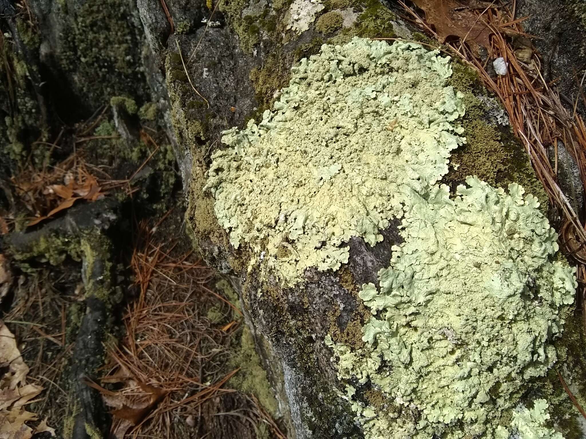 Image of Baltimore flavoparmelia lichen