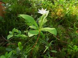 صورة Lysimachia europaea (L.) U. Manns & Anderb.