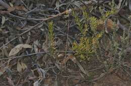 Image of Coronidium oxylepis (F. Müll.) Paul G. Wilson