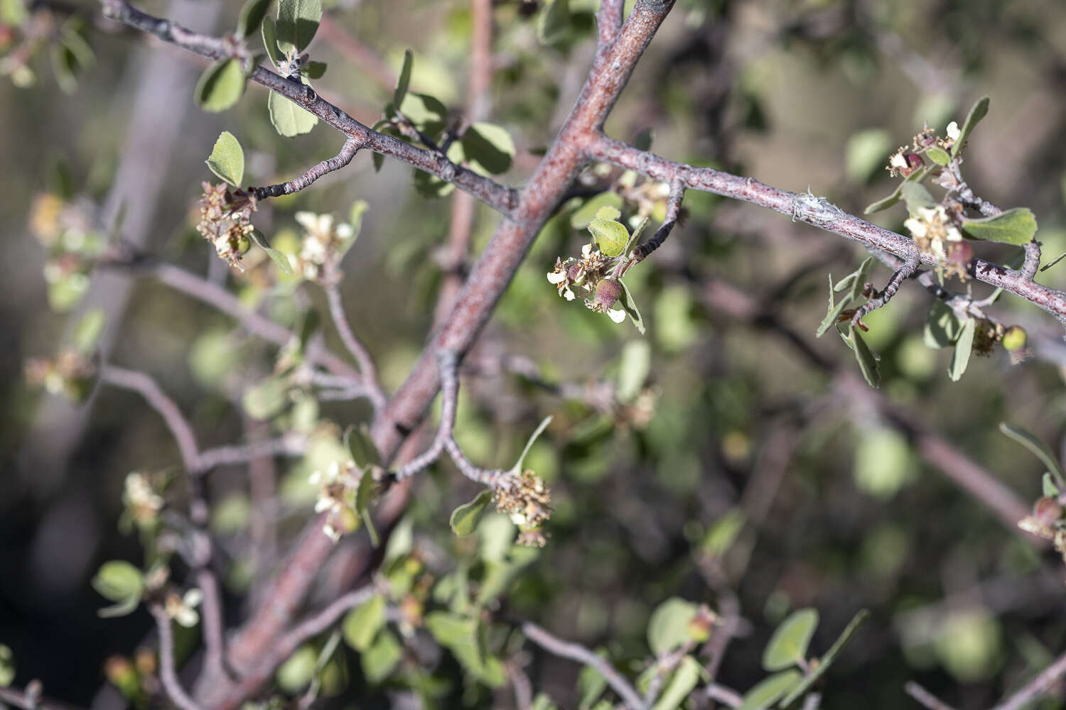 Image of Amelanchier utahensis var. utahensis