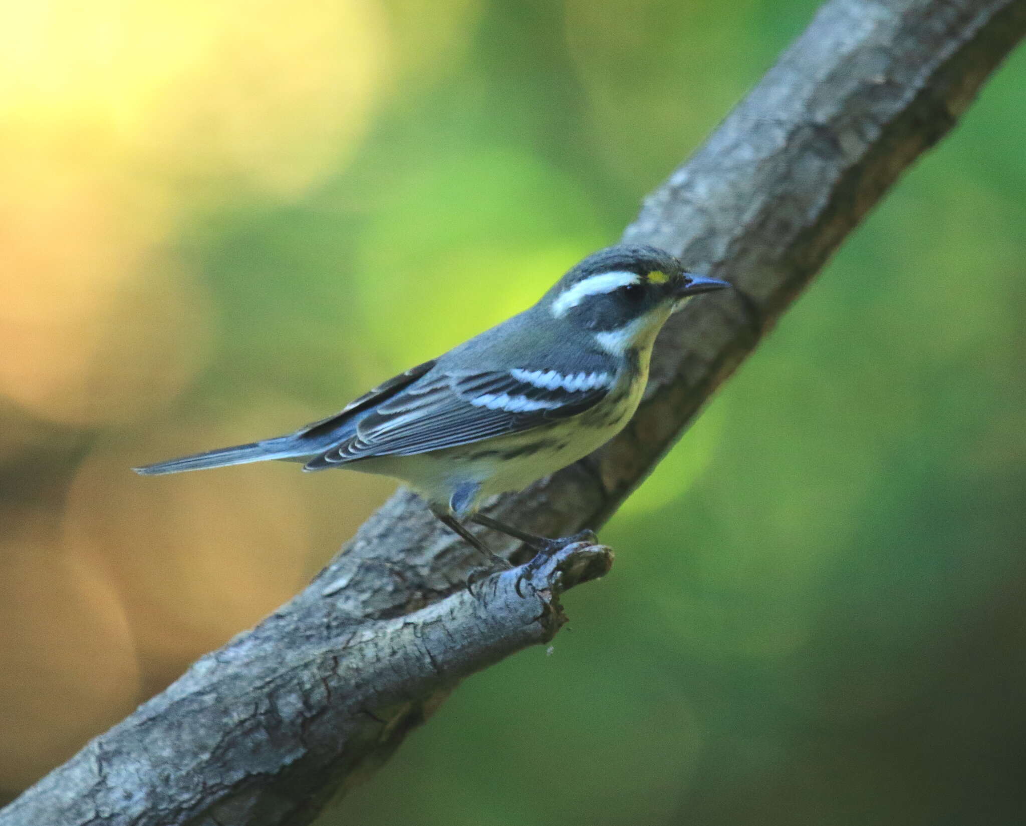 Image of Black-throated Grey Warbler