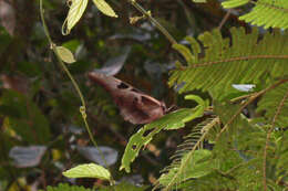 Image of Blue Morpho