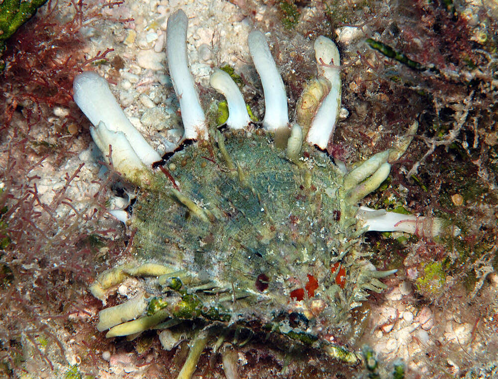 Image of scaly thorny oyster
