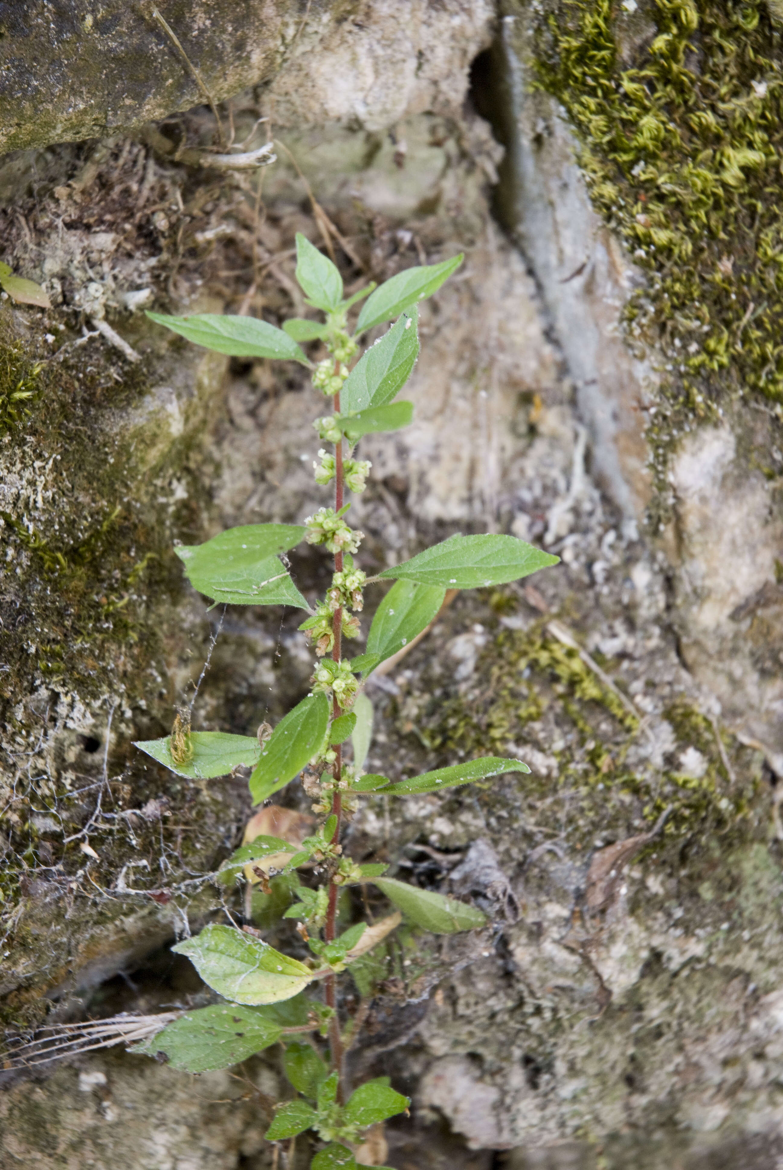 Imagem de Parietaria judaica L.