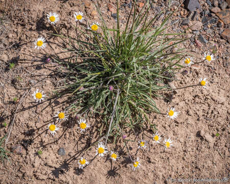 Image de Erigeron eatonii A. Gray