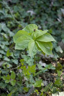 Image of herb Paris