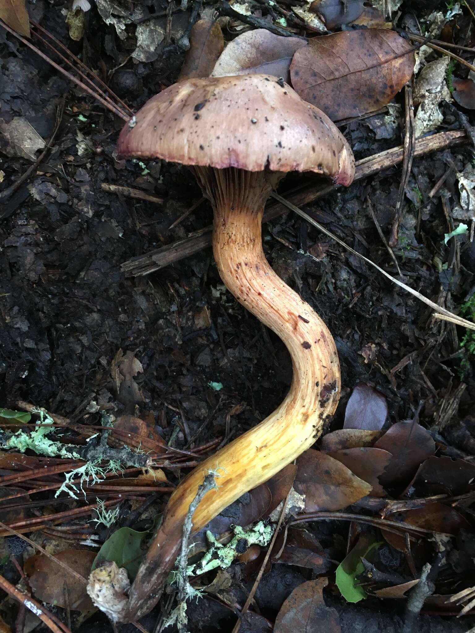 Chroogomphus ochraceus (Kauffman) O. K. Mill. 1964 resmi