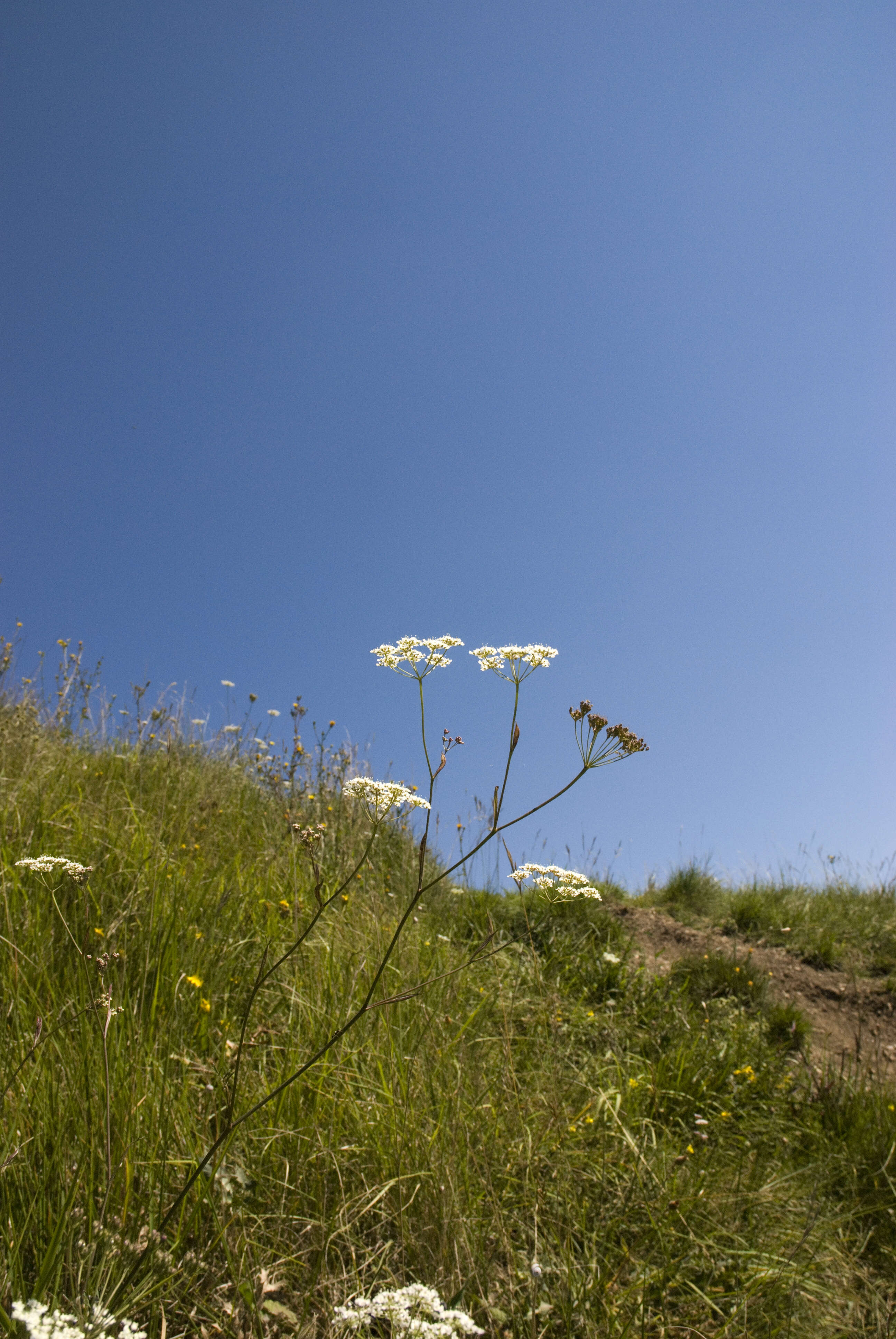 Imagem de Pimpinella saxifraga L.