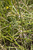 Imagem de Pimpinella saxifraga L.