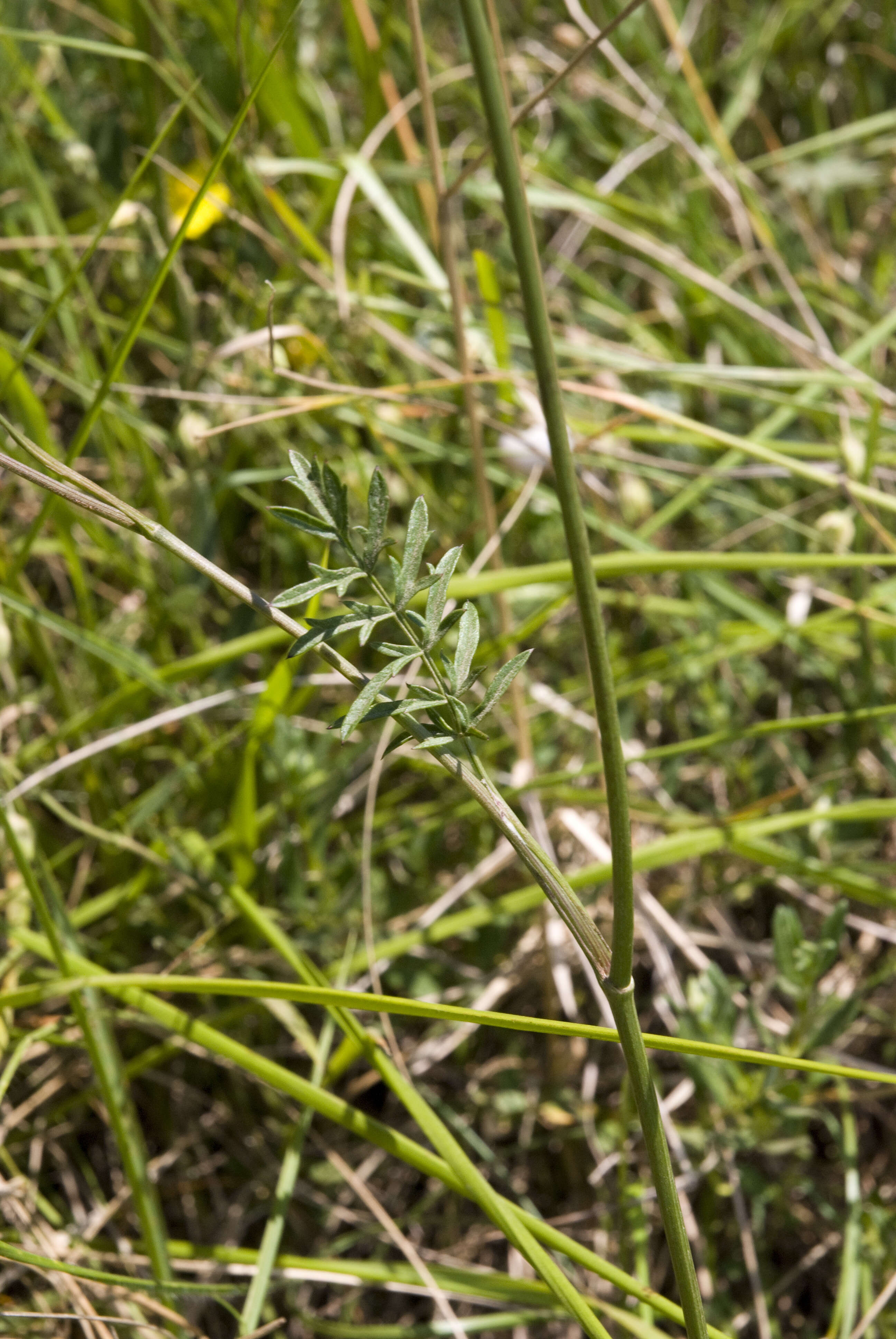 Image of burnet saxifrage