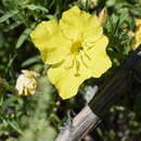 Oenothera hartwegii subsp. hartwegii resmi