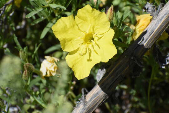 Sivun Oenothera hartwegii Benth. kuva