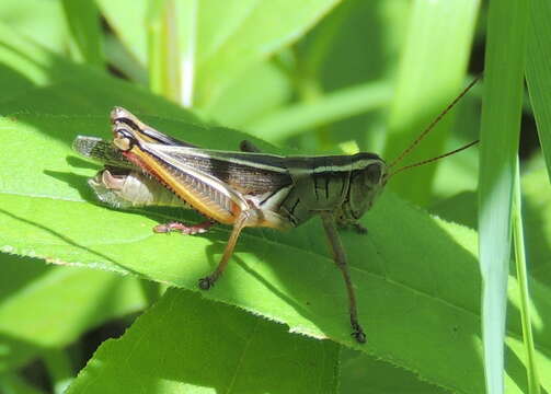 Melanoplus bivittatus (Say 1825)的圖片