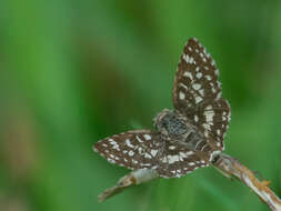 Image of Asian Grizzled Skipper