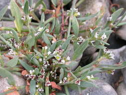 Слика од Polygonum oxyspermum Mey. & Bunge