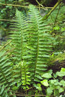 Image of hard shield-fern