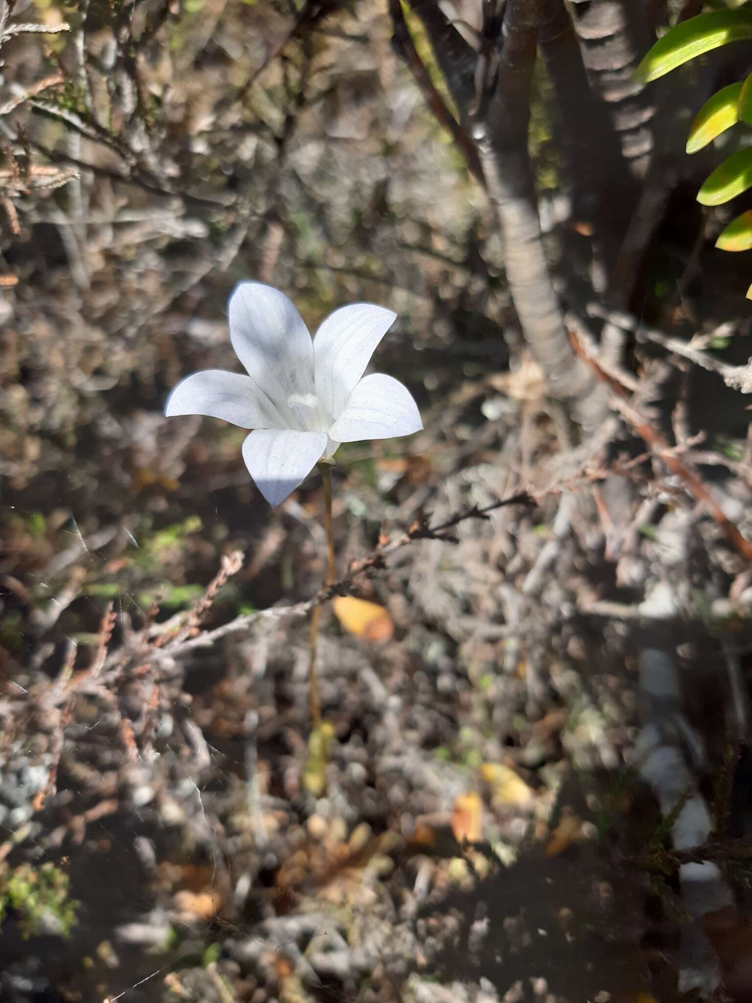 Image of Wahlenbergia pygmaea subsp. pygmaea