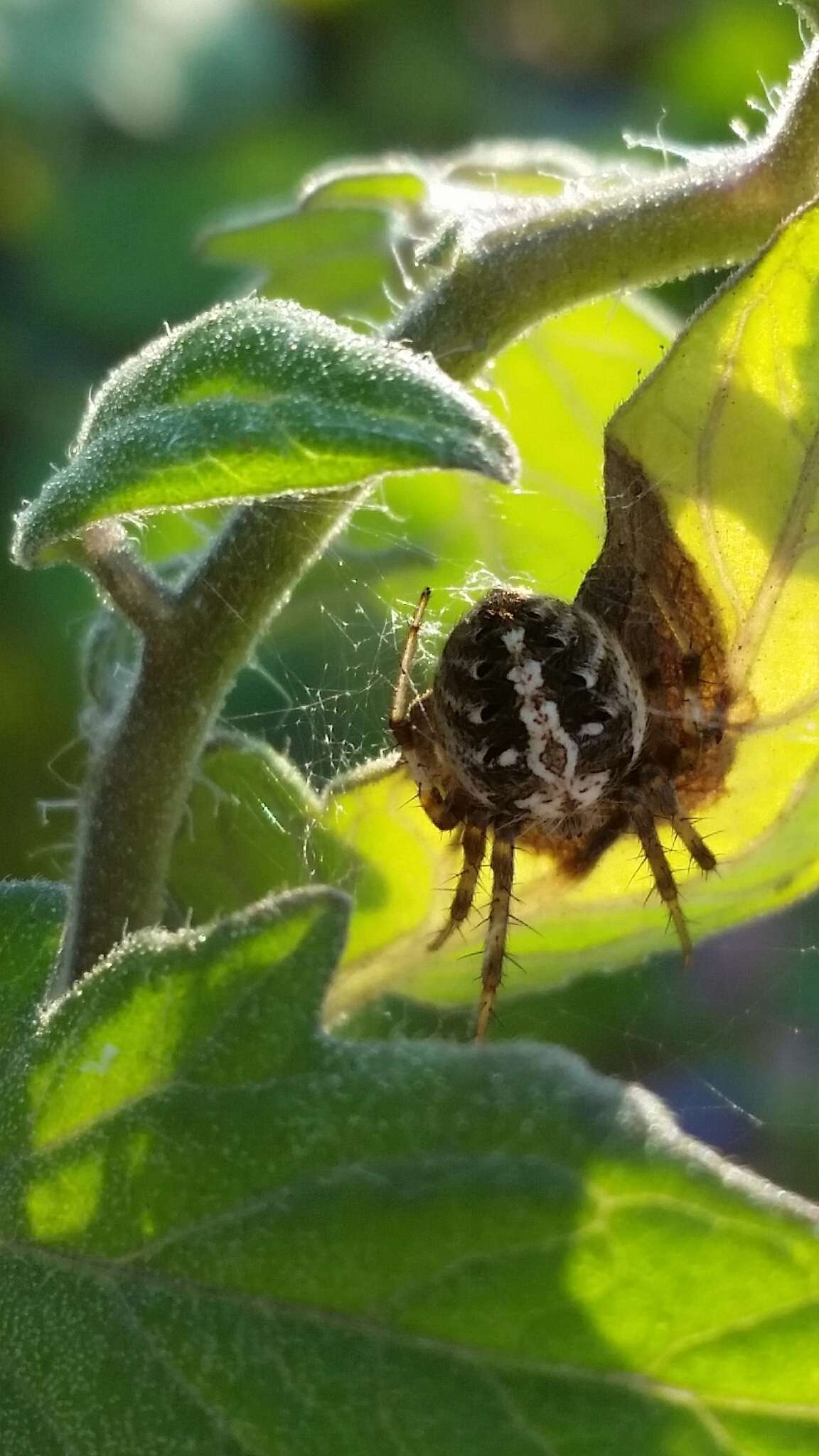 Image of Arabesque Orbweaver