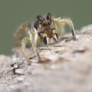 Image of Habronattus ophrys Griswold 1987