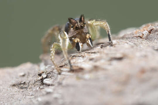 Image of Habronattus ophrys Griswold 1987