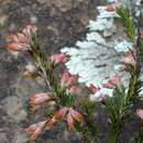 Plancia ëd Erica caffrorum var. caffrorum