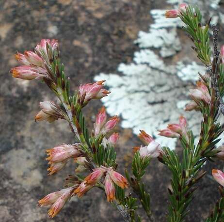 Image of Erica caffrorum var. caffrorum