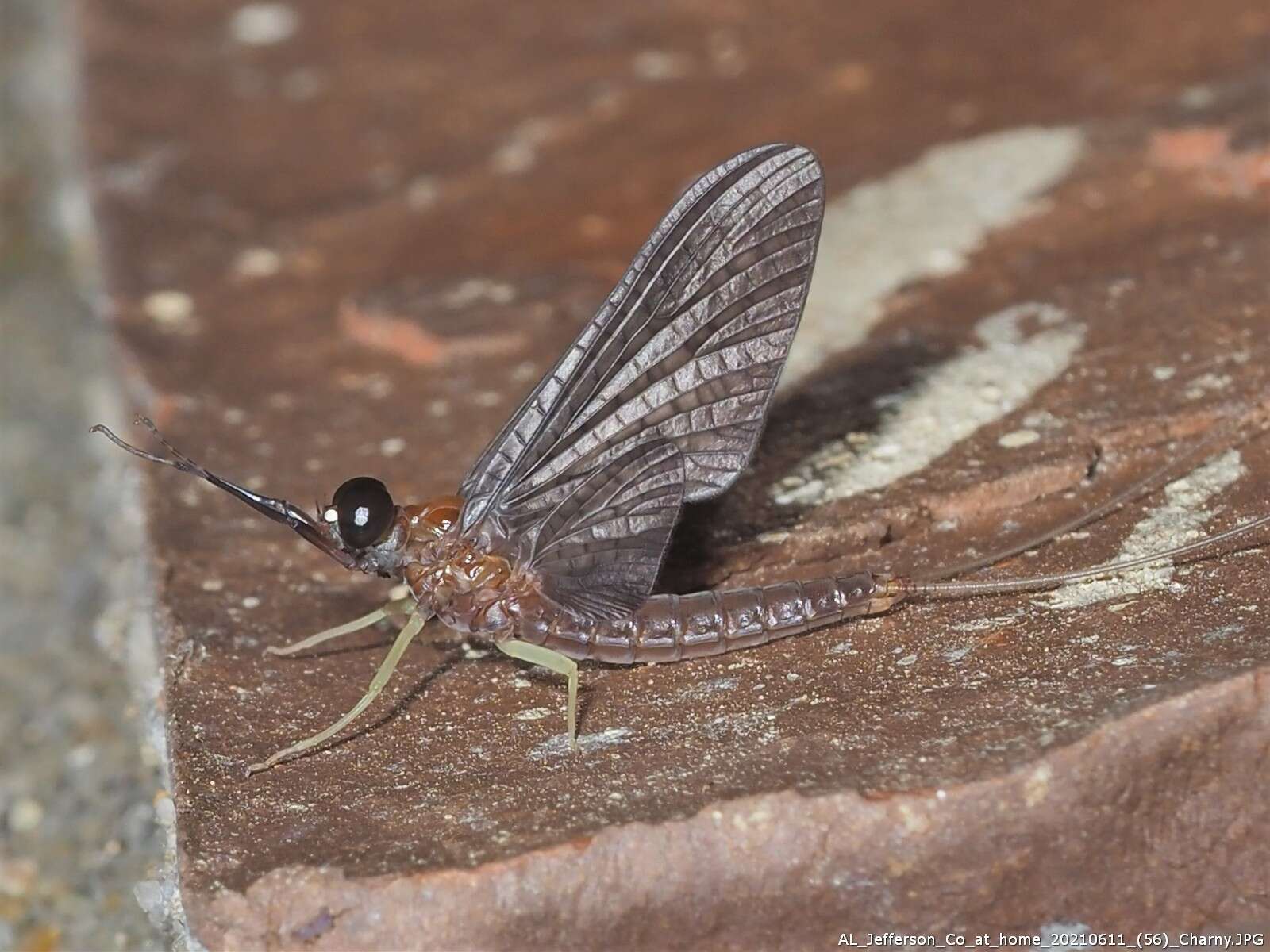 Plancia ëd Isonychia bicolor (Walker 1853)