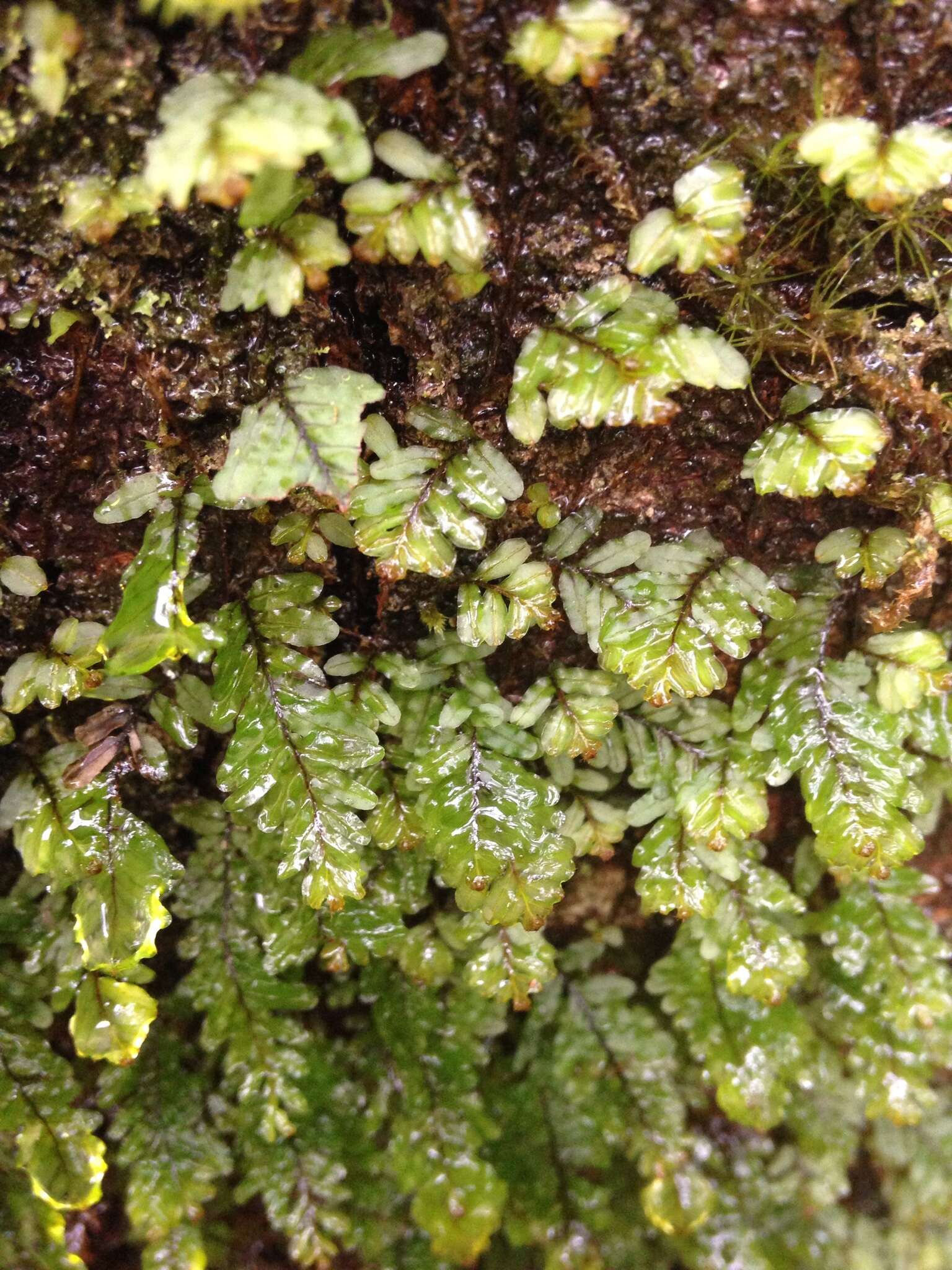 Image of Hymenophyllum caespitosum Gaud.