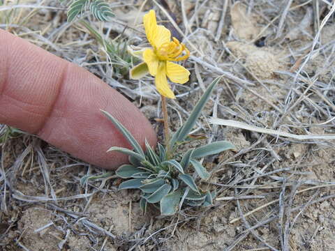 Senna pumilio (A. Gray) H. S. Irwin & Barneby resmi