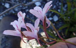 Image de Disa gladioliflora Burch. ex Lindl.