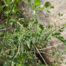 Imagem de Solanum peruvianum L.