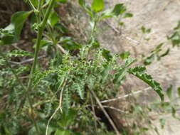 Image of Peruvian nightshade