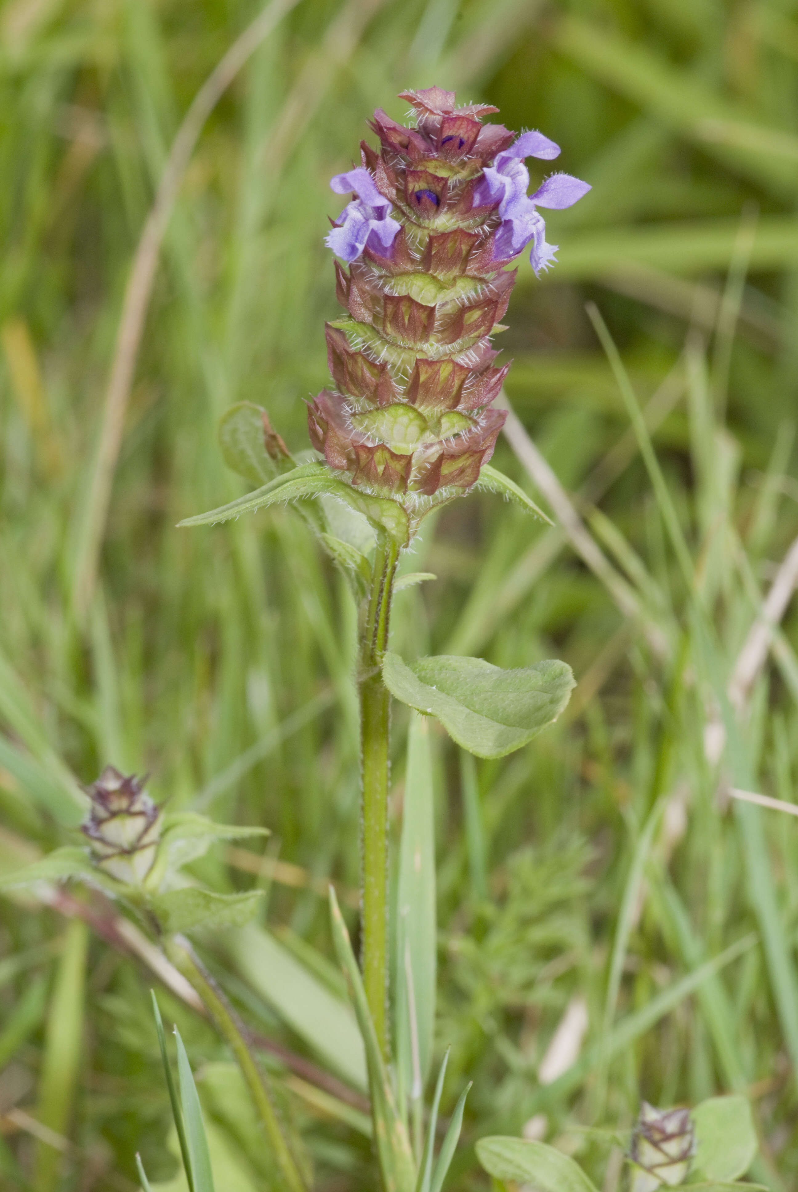 Image of common selfheal