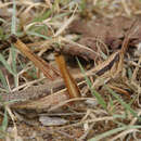 Image of Two-striped Mermiria