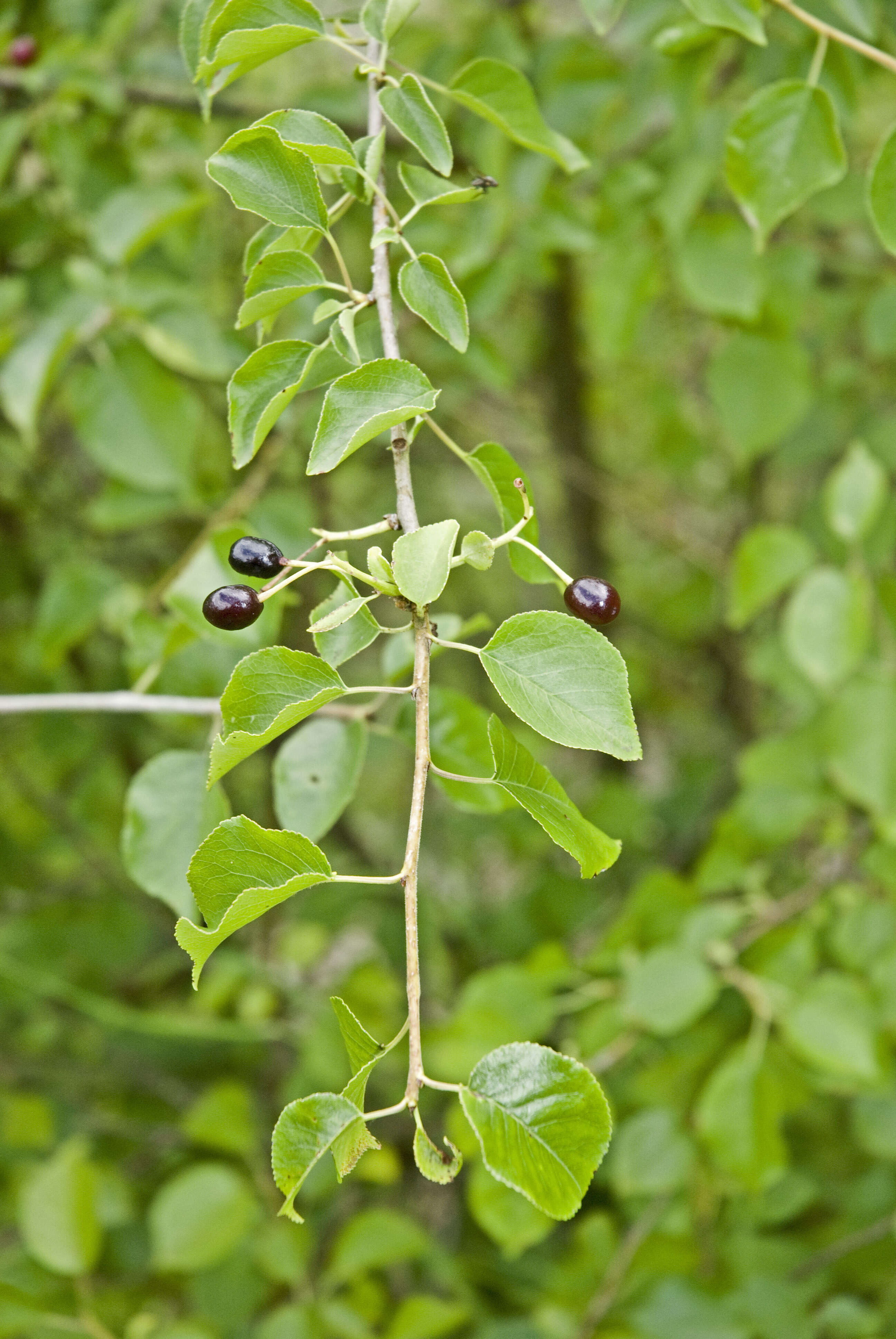 Image of Mahaleb cherry