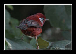 Image of Red Warbler