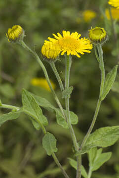 Image of common fleabane