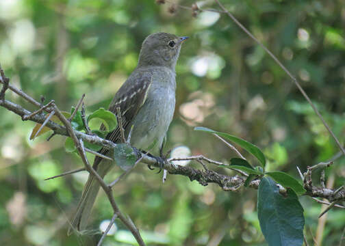 Image of Olivaceous Elaenia