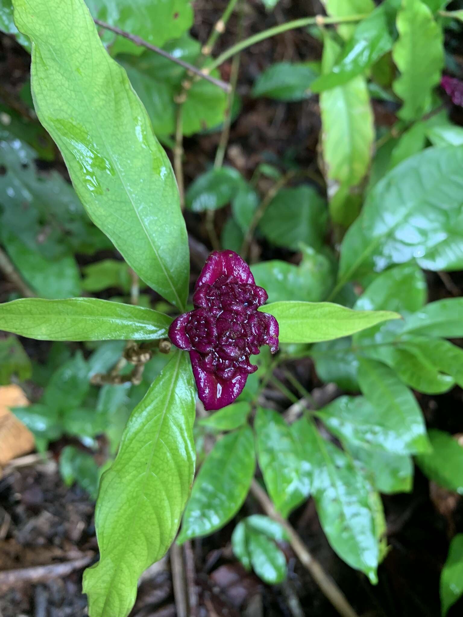 Image of <i>Palicourea colorata</i> (Hoffmanns. ex Willd.) Delprete & J. H. Kirkbr. 2016