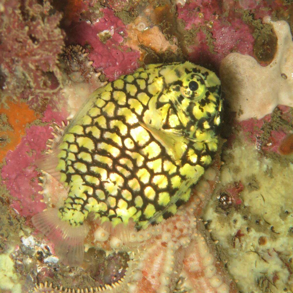 Image of pinecone fishes