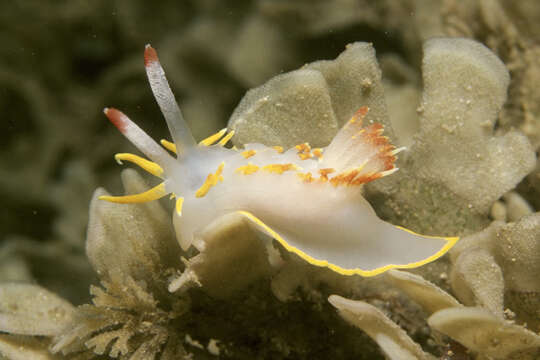 Image of yellow skirt slug