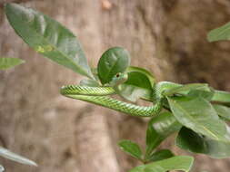 Image of Leptophis ahaetulla nigromarginatus (Günther 1866)