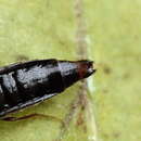 Image of Aleochara (Xenochara) brevipennis Gravenhorst 1806